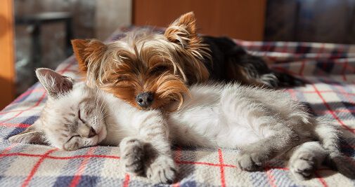 A small, yorkie dog and a white cat cuddle together on a plaid blanket, both appearing to be peacefully sleeping.